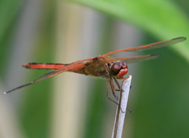 Needham's Skimmer